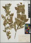 Foto von Salix pentandra L.